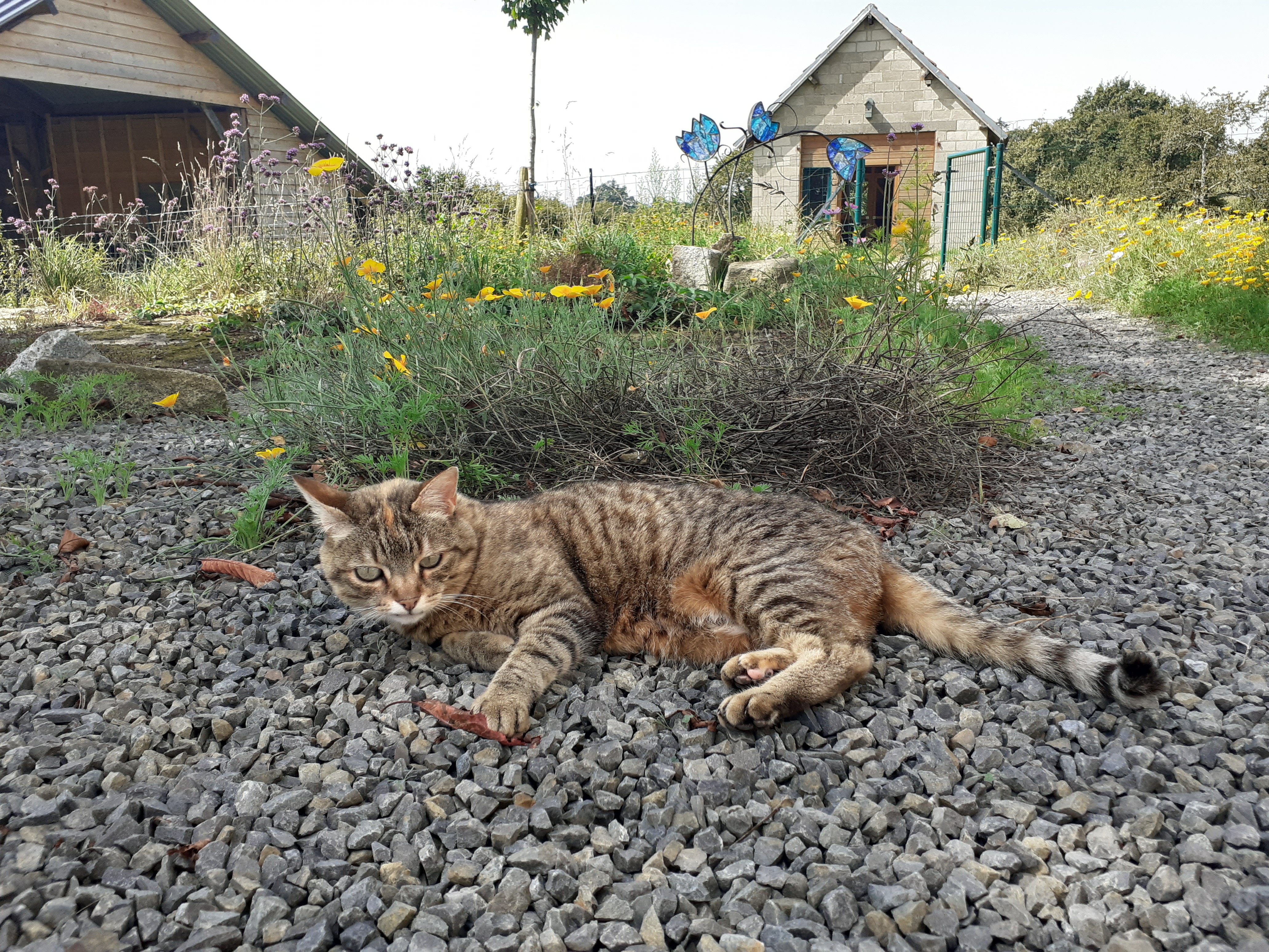 Chat woodstock